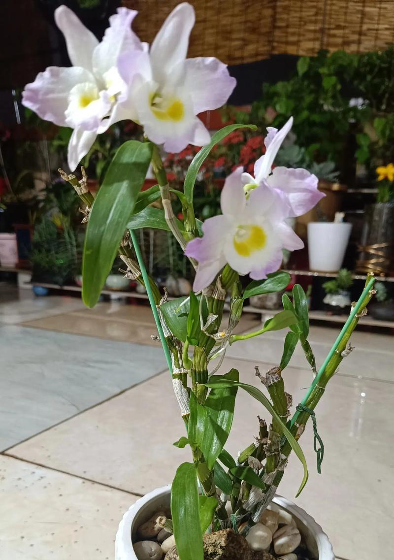 石斛兰的养殖要点是什么？如何确保其健康生长和开花？