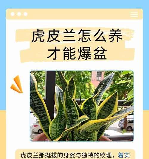 小虎皮兰怎么养殖方法？如何确保其健康成长？