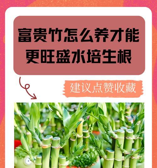 富贵竹水培的正确方法是什么？如何保持其生长旺盛？
