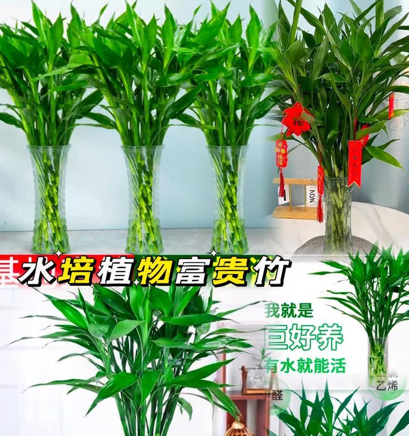 富贵竹水培的正确方法是什么？如何保持其生长旺盛？