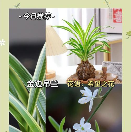 吊兰适合用什么土壤养殖？如何选择合适的土壤？