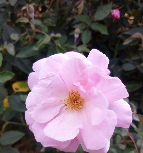 地被花月季的特点是什么？如何区分？