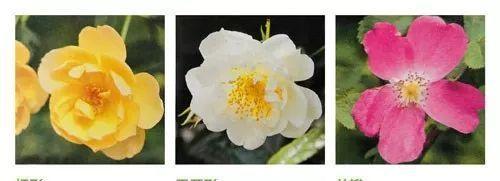 地被花月季的特点是什么？如何区分？