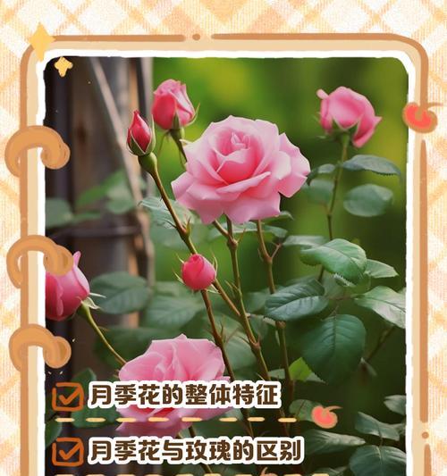 地被花月季的特点是什么？如何区分？