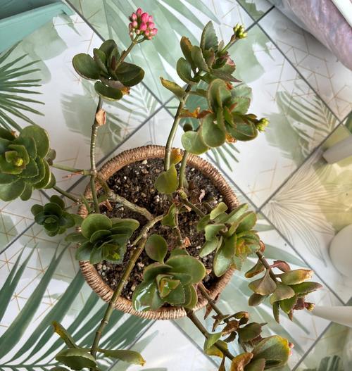 养花有哪些秘诀？怎样才能养出健康美丽的花？
