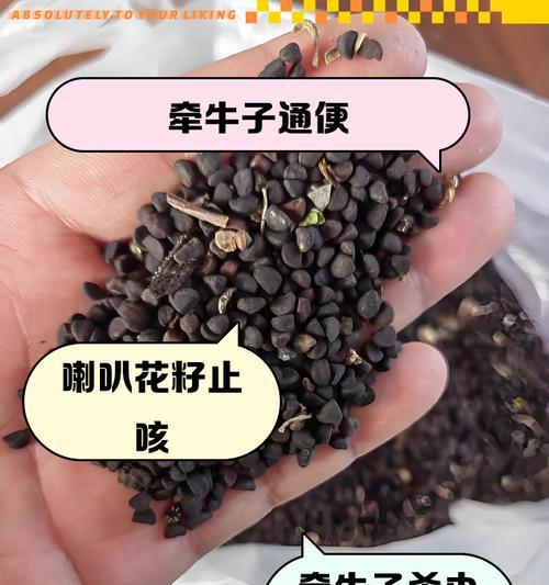 喇叭花有什么功效？喇叭花的药用价值和使用方法是什么？