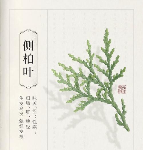 侧柏是什么植物？它在园林绿化中有哪些用途？