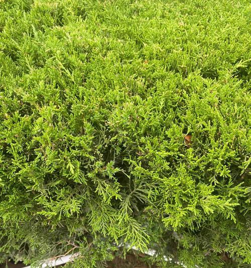 侧柏是什么植物？它在园林绿化中有哪些用途？