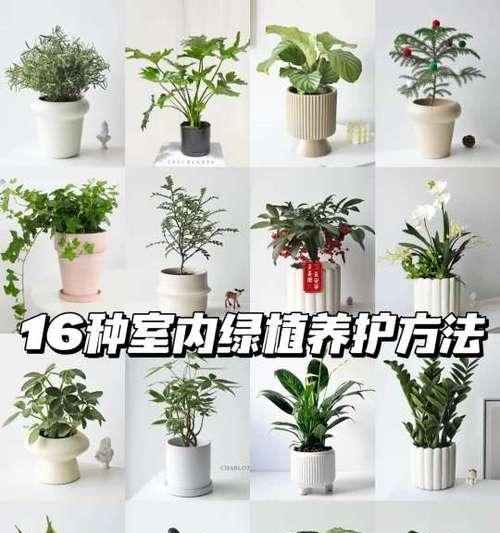 水养平安竹的正确方法是什么？如何保持其生长旺盛？