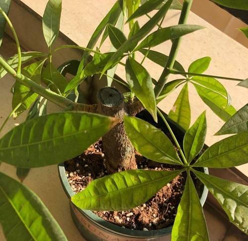 发财树盆栽结果正常吗？