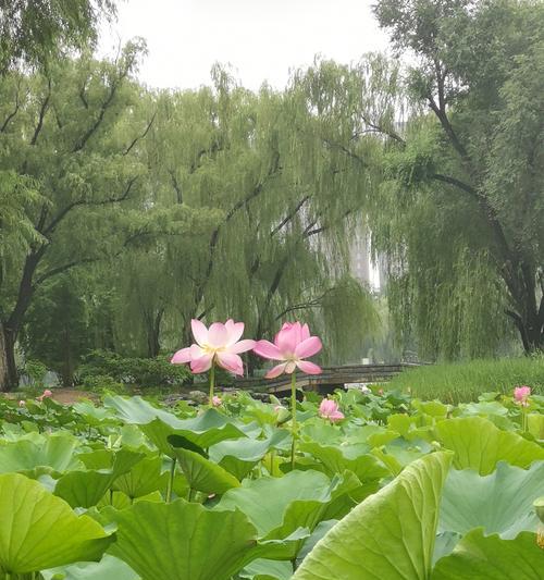夏天有哪些花会盛开？如何照料这些夏季花卉？