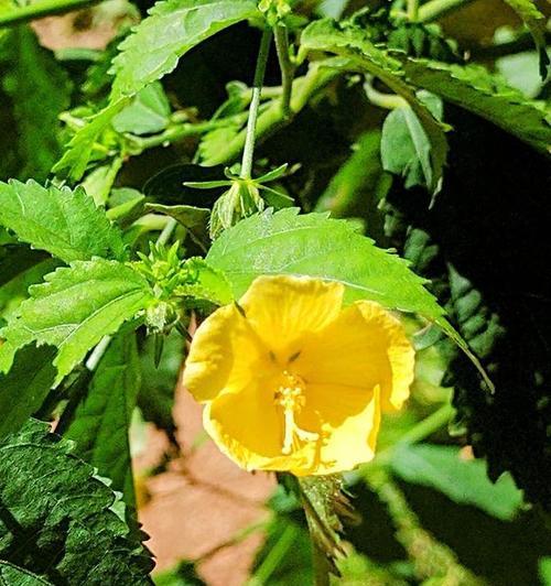 夏天有哪些花会盛开？如何照料这些夏季花卉？