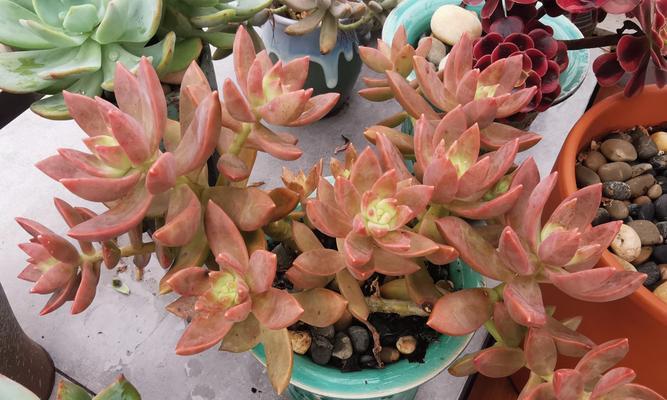 多肉植物干瘪了怎么救？需要增加光照吗？