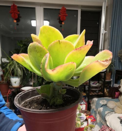 多肉植物干瘪了怎么救？需要增加光照吗？