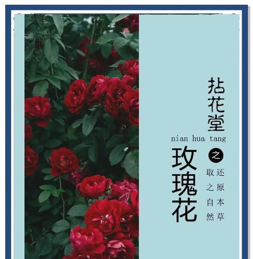 玫瑰花的定义和特点是什么？