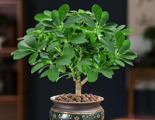 七彩莲花盆栽种植技巧有哪些？