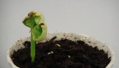 发财树果实种植的最佳方法是什么？怎样提高发芽率？