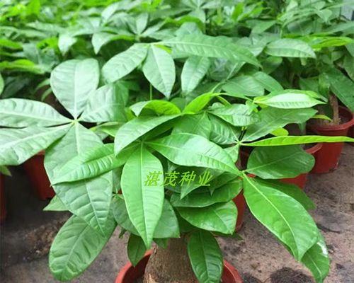 发财树果实种植的最佳方法是什么？怎样提高发芽率？