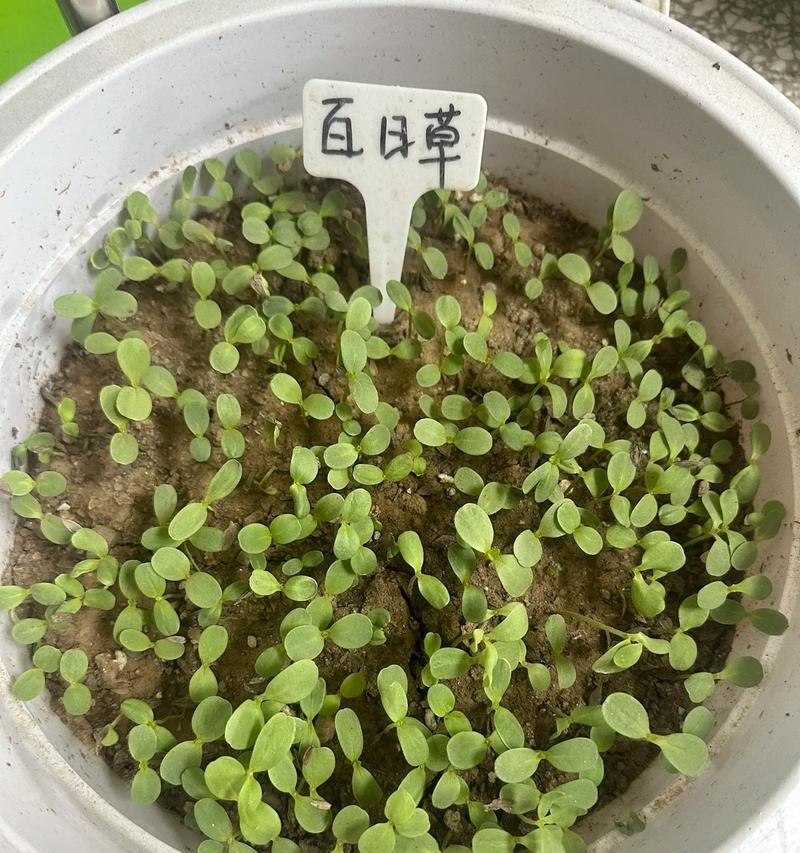 勋章菊种子种植方法是什么？如何确保发芽率高？