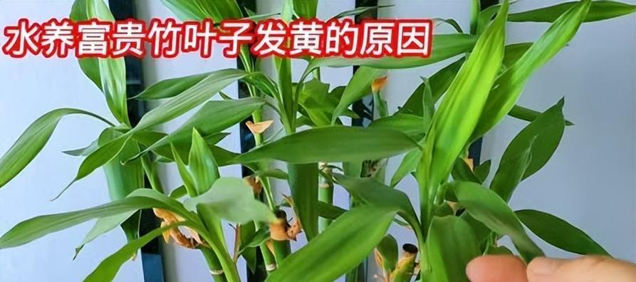 富贵竹叶子发黄是什么原因？如何恢复绿色？