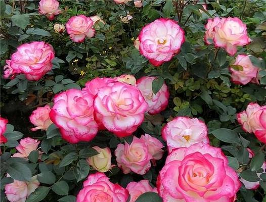 月季花有哪些不同的品种？各自的特征是什么？