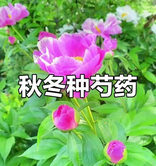 芍药适合哪个季节种植？芍药的最佳种植时间是什么时候？