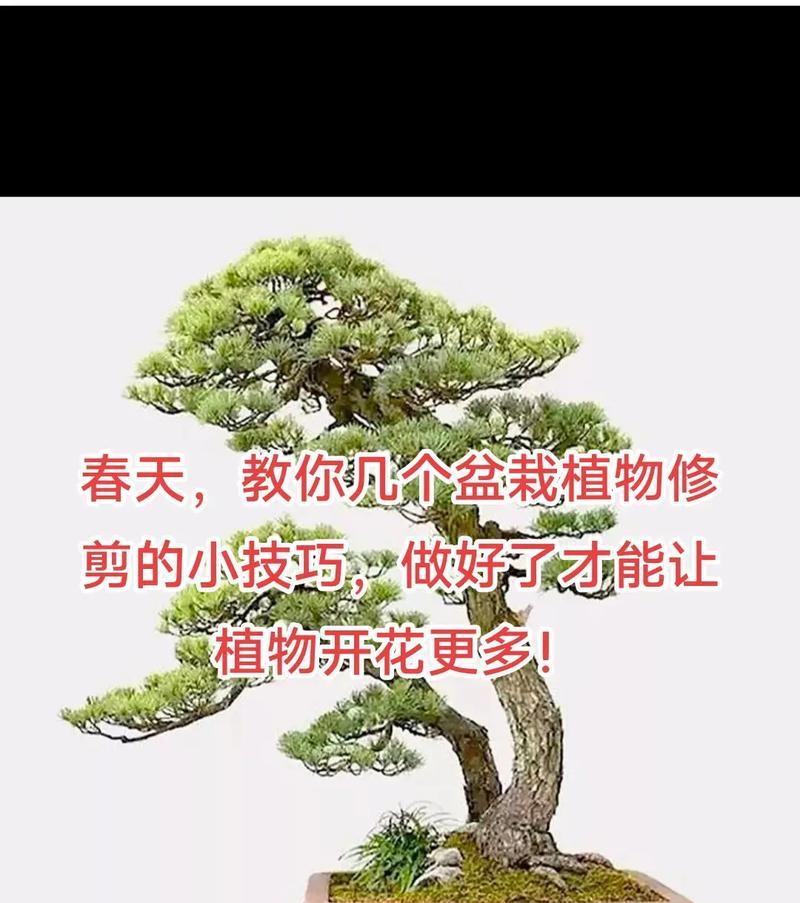 盆栽果树的最佳修剪时间是什么时候？如何修剪才能结果更多？