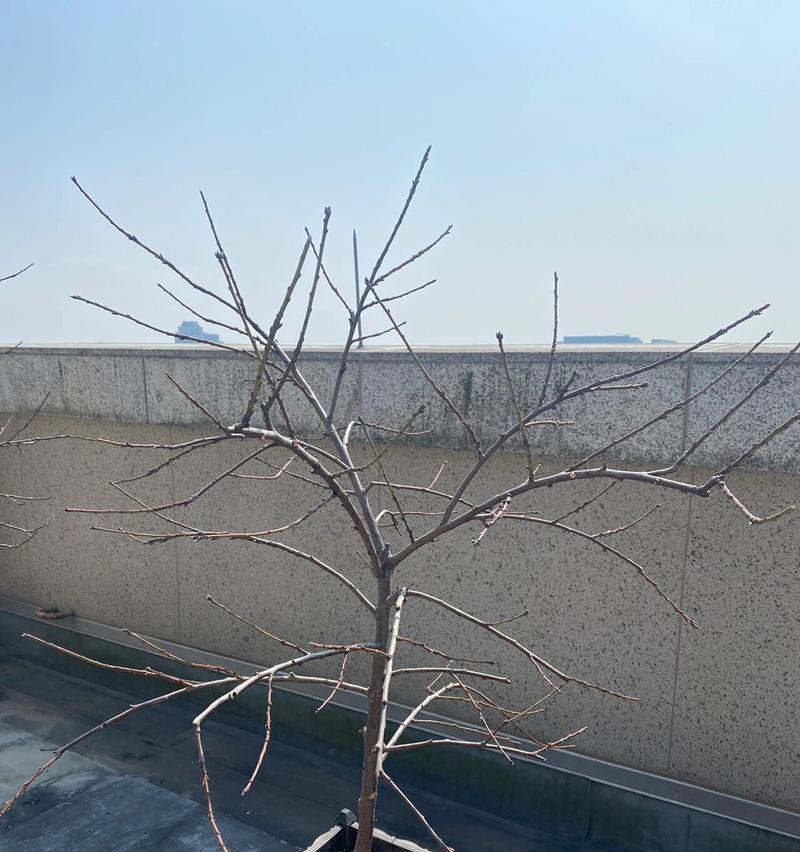 盆栽果树的最佳修剪时间是什么时候？如何修剪才能结果更多？