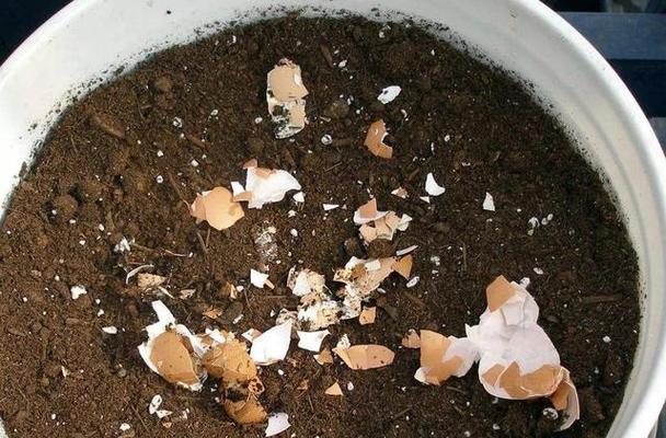 鸡蛋壳粉末养什么花好？适合使用鸡蛋壳粉末的花卉有哪些？