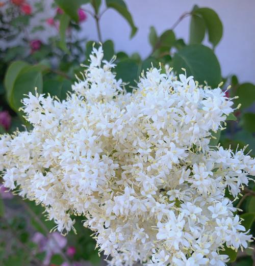 丁香花的养殖技巧有哪些？丁香花在不同季节如何管理？
