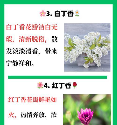 丁香花的养殖技巧有哪些？丁香花在不同季节如何管理？