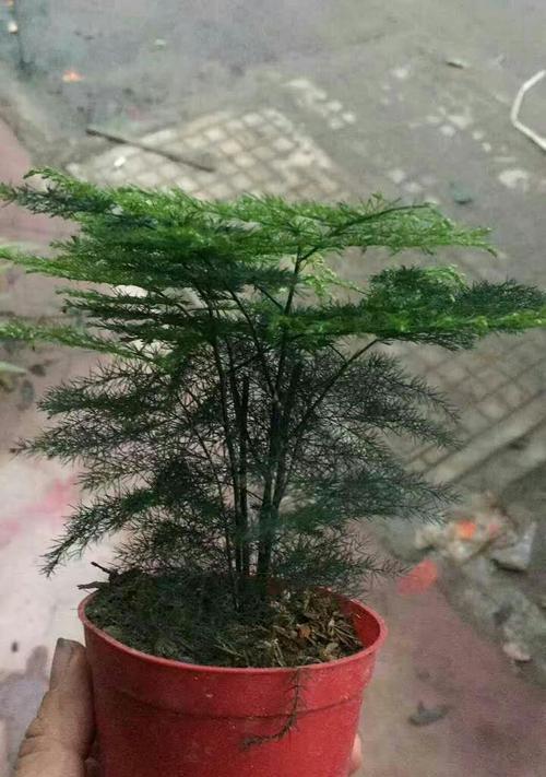 六月雪的繁殖方法有哪些？如何确保繁殖成功？