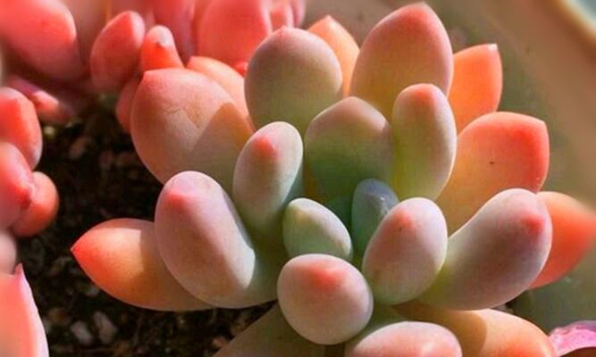 六月雪的繁殖方法有哪些？如何确保繁殖成功？