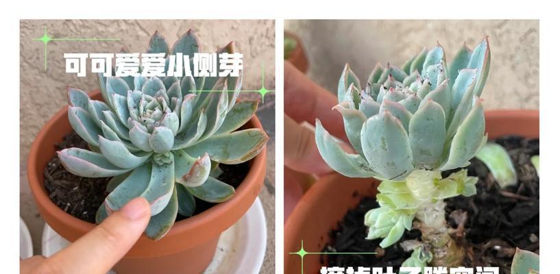 六月雪的繁殖方法有哪些？如何确保繁殖成功？