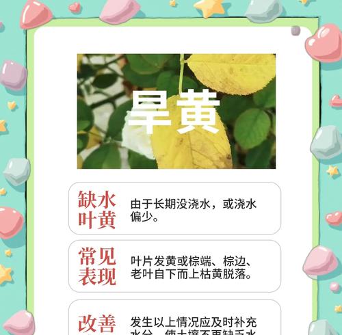 香雪兰叶子发黄怎么办？如何诊断并解决营养不足？
