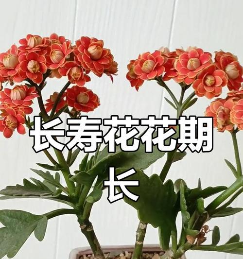 长寿花的开花时间是什么时候？如何促进开花？
