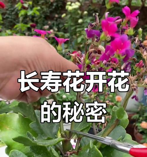 长寿花的开花时间是什么时候？如何促进开花？
