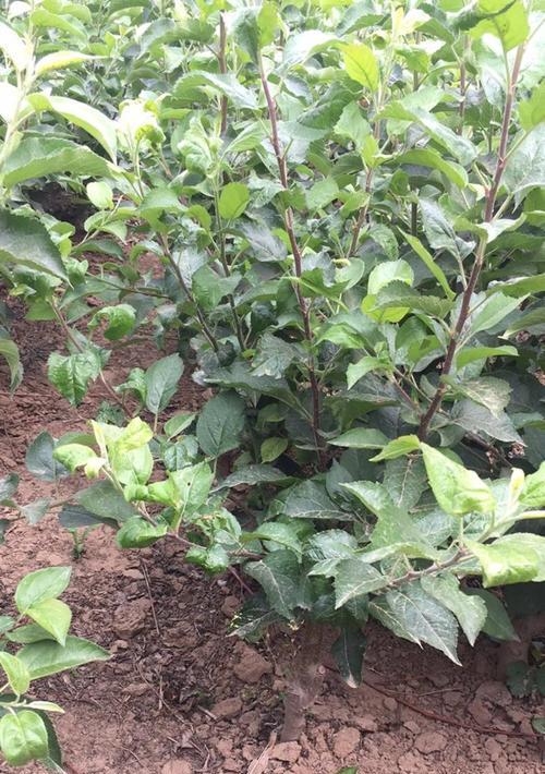 小苹果树盆景如何结出大苹果？盆景苹果的养护秘诀是什么？