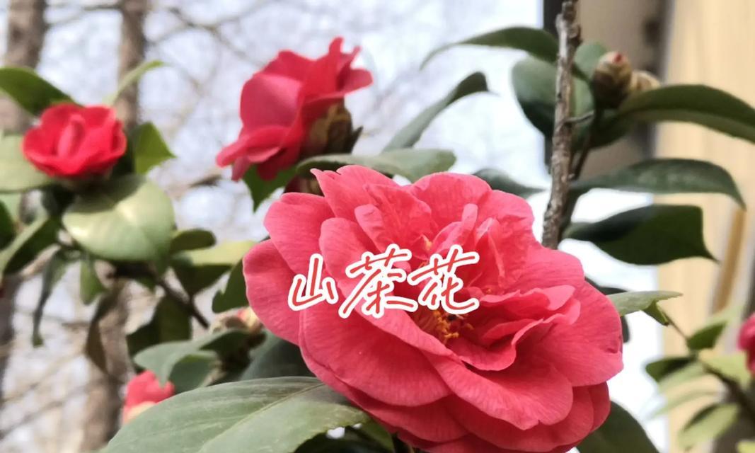 山茶科植物的种类有哪些？山茶科植物的特点是什么？
