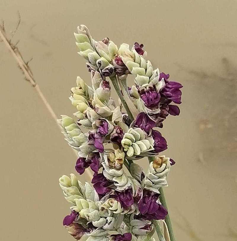 伞竹开花意味着什么？伞竹开花的象征意义是什么？