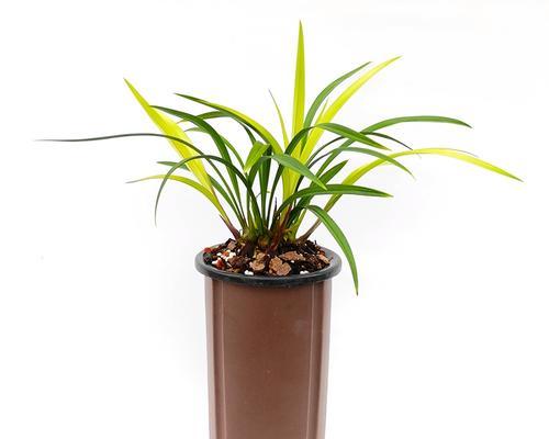 有哪些植物和兰花草相似？