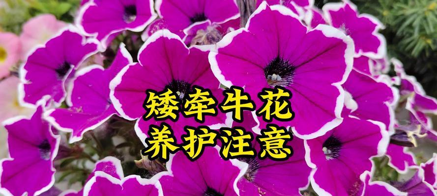 牵牛花什么时间开花？如何让牵牛花开得更久？