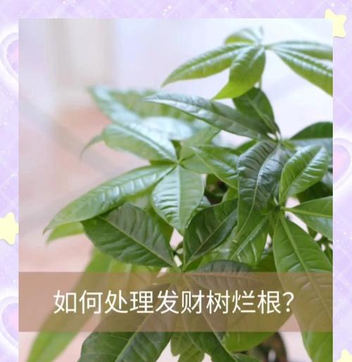 发财树树干腐烂的急救方法是什么？