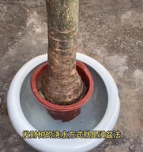 发财果种植发财树的方法是什么？如何确保成活率？