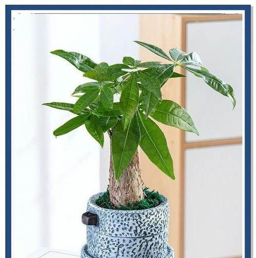 发财果种植发财树的方法是什么？如何确保成活率？