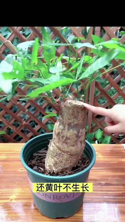 发财果种植发财树的方法是什么？如何确保成活率？