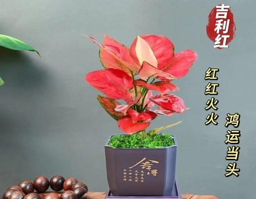 对红的养殖方法是什么？如何让对红长得更好？
