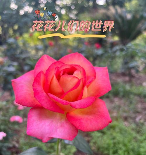 玫瑰花的开花时间是什么时候？如何促进玫瑰花早开花？