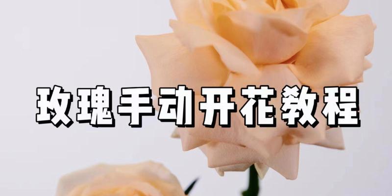 玫瑰花的开花时间是什么时候？如何促进玫瑰花早开花？