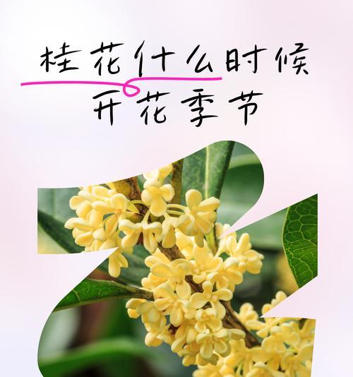 桂花是什么季节开花的？如何确保其按时开花？